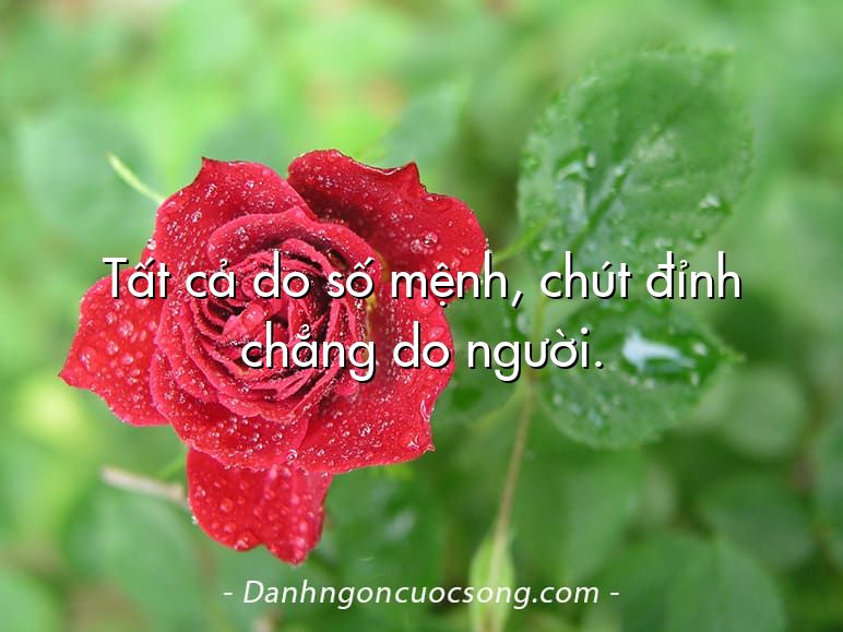 Tất cả do số mệnh, chút đỉnh chẳng do người.