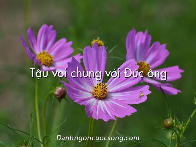 Tậu voi chung với Đức ông
