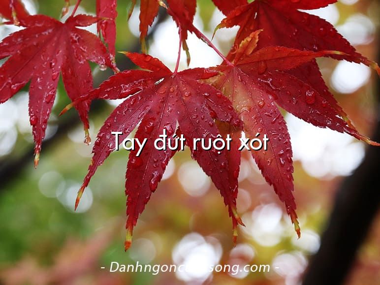 Tay đứt ruột xót
