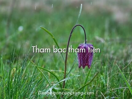 Tham bạc tham tiền