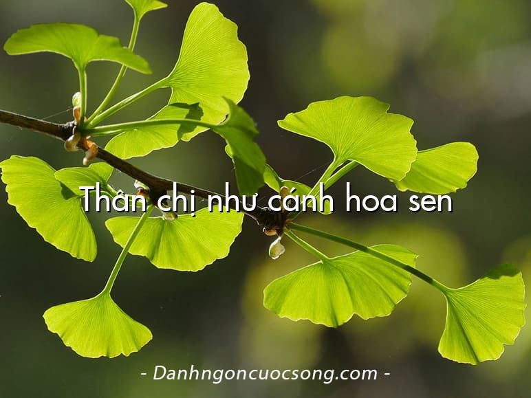 Thân chị như cánh hoa sen