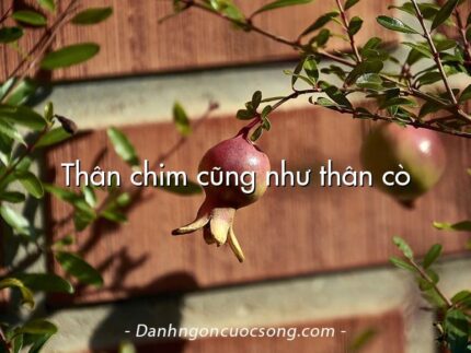 Thân chim cũng như thân cò