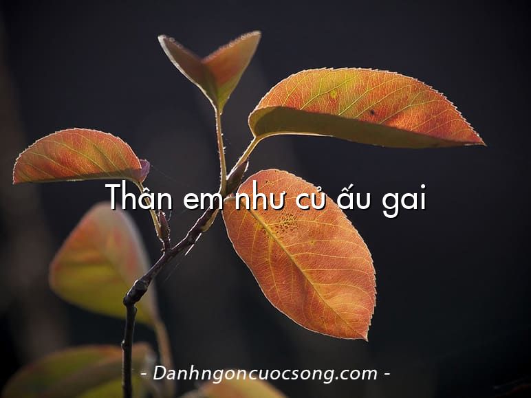 Thân em như củ ấu gai