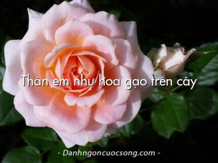 Thân em như hoa gạo trên cây