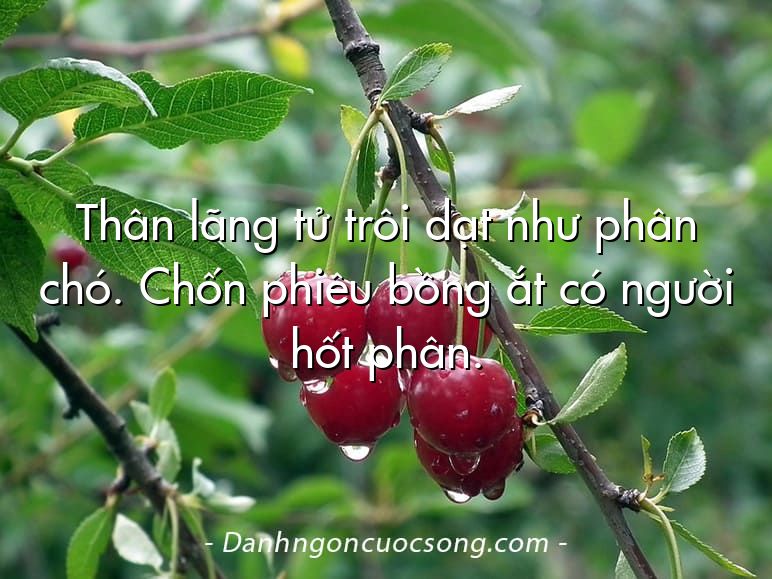 Thân lãng tử trôi dạt như phân chó. Chốn phiêu bồng ắt có người hốt phân.