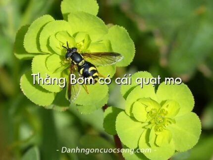 Thằng Bờm có cái quạt mo
