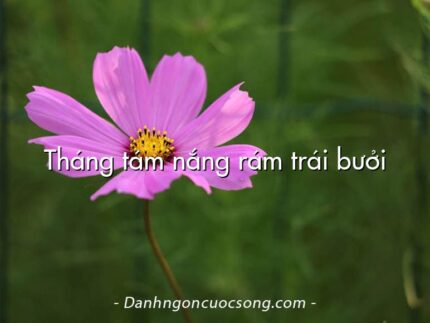 Tháng tám nắng rám trái bưởi