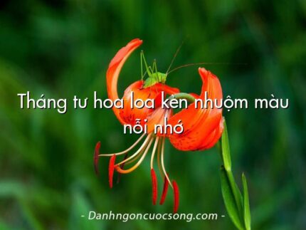 Tháng tư hoa loa kèn nhuộm màu nỗi nhớ