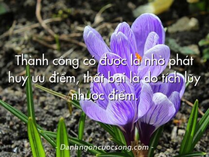 Thành công có được là nhờ phát huy ưu điểm, thất bại là do tích lũy nhược điểm.