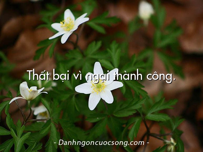Thất bại vì ngại thành công.