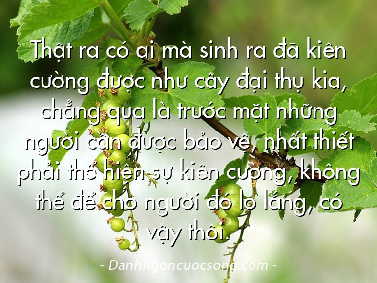 Thật ra có ai mà sinh ra đã kiên cường được như cây đại thụ kia, chẳng qua là trước mặt những người cần được bảo vệ, nhất thiết phải thể hiện sự kiên cường, không thể để cho người đó lo lắng, có vậy thôi.