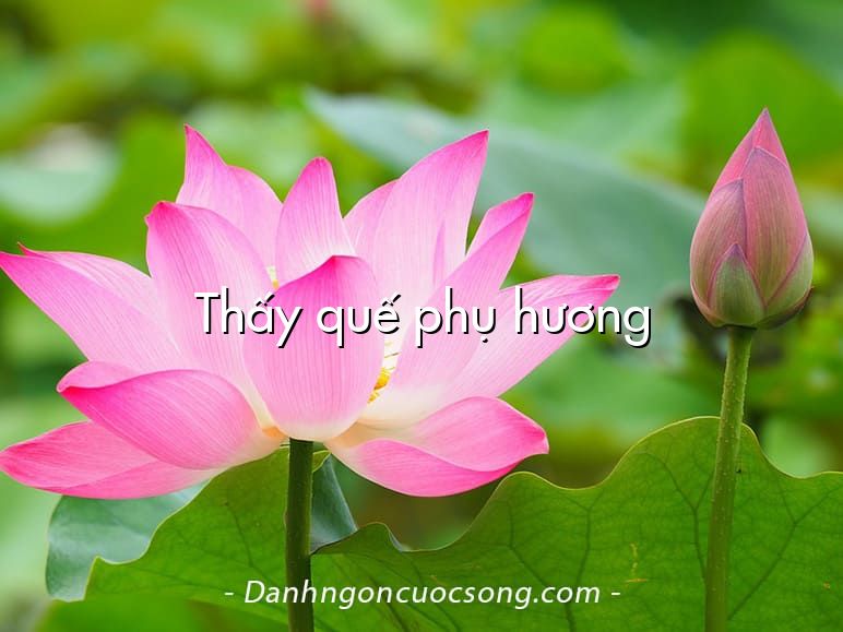 Thấy quế phụ hương