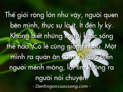 Thế giới rộng lớn như vậy, người quen bên mình, thực sự là ít. Ít đến ly kỳ. Không biết những người khác sống thế nào. Có lẽ cũng giống nhau. Một mình ra quán ăn cơm. Đi qua biển người mênh mông, lại tìm không ra người nói chuyện.