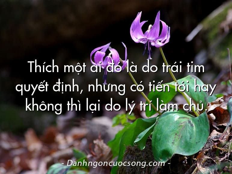 Thích một ai đó là do trái tim quyết định, nhưng có tiến tới hay không thì lại do lý trí làm chủ.