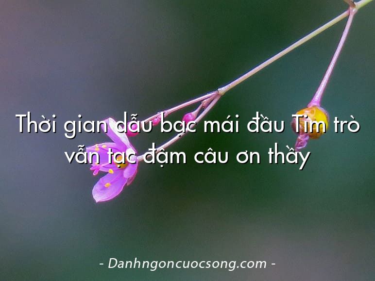 Thời gian dẫu bạc mái đầu Tim trò vẫn tạc đậm câu ơn thầy