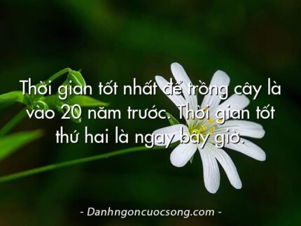 Thời gian tốt nhất để trồng cây là vào 20 năm trước. Thời gian tốt thứ hai là ngay bây giờ.