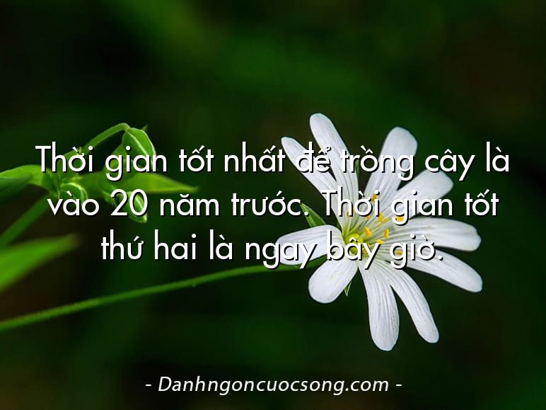 Thời gian tốt nhất để trồng cây là vào 20 năm trước. Thời gian tốt thứ hai là ngay bây giờ.