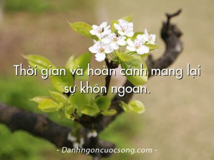 Thời gian và hoàn cảnh mang lại sự khôn ngoan.