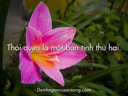 Thói quen là một bản tính thứ hai.