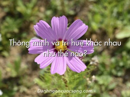 Thông minh và trí huệ khác nhau như thế nào?