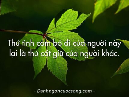 Thứ tình cảm bỏ đi của người này lại là thứ cất giữ của người khác.
