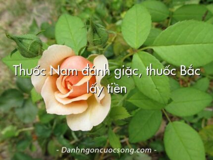 Thuốc Nam đánh giặc, thuốc Bắc lấy tiền