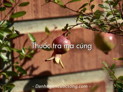 Thuốc tra ma cúng