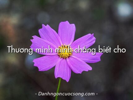 Thương mình mình chẳng biết cho