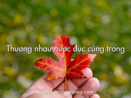 Thương nhau nước đục cũng trong