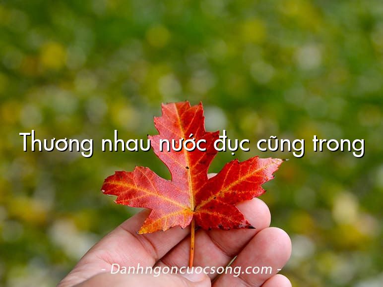 Thương nhau nước đục cũng trong