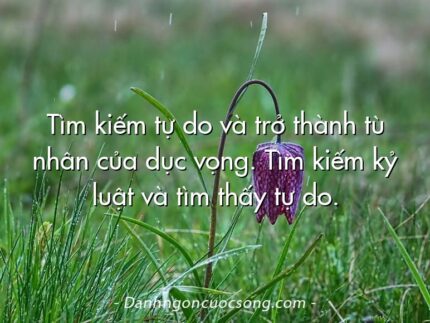 Tìm kiếm tự do và trở thành tù nhân của dục vọng. Tìm kiếm kỷ luật và tìm thấy tự do.