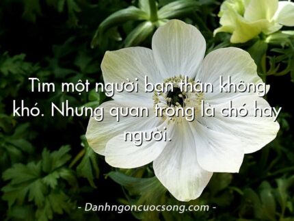 Tìm một người bạn thân không khó. Nhưng quan trọng là chó hay người.