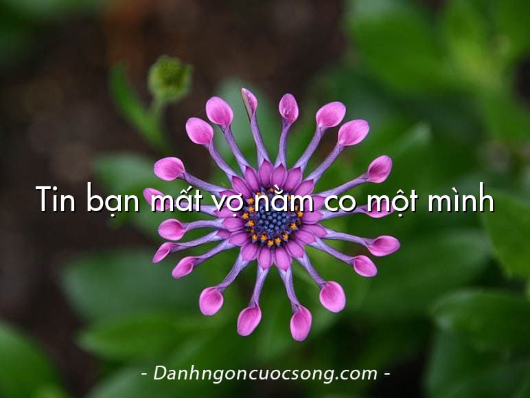 Tin bạn mất vợ nằm co một mình