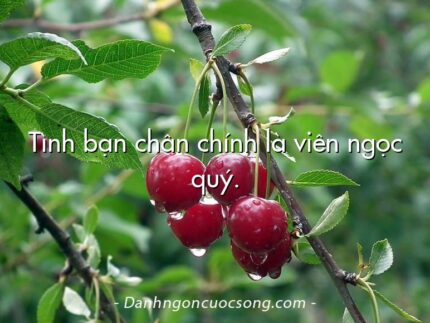 Tình bạn chân chính là viên ngọc quý.