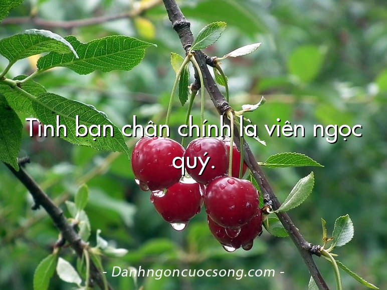 Tình bạn chân chính là viên ngọc quý.