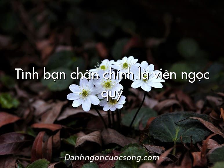 Tình bạn chân chính là viên ngọc quý