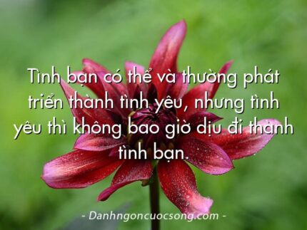 Tình bạn có thể và thường phát triển thành tình yêu, nhưng tình yêu thì không bao giờ dịu đi thành tình bạn.