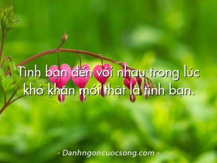 Tình bạn đến với nhau trong lúc khó khăn mới thật là tình bạn.