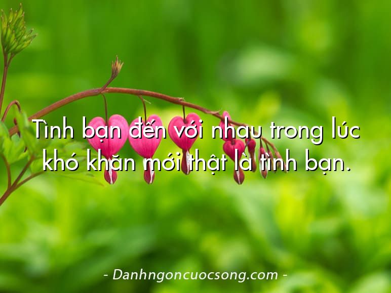 Tình bạn đến với nhau trong lúc khó khăn mới thật là tình bạn.