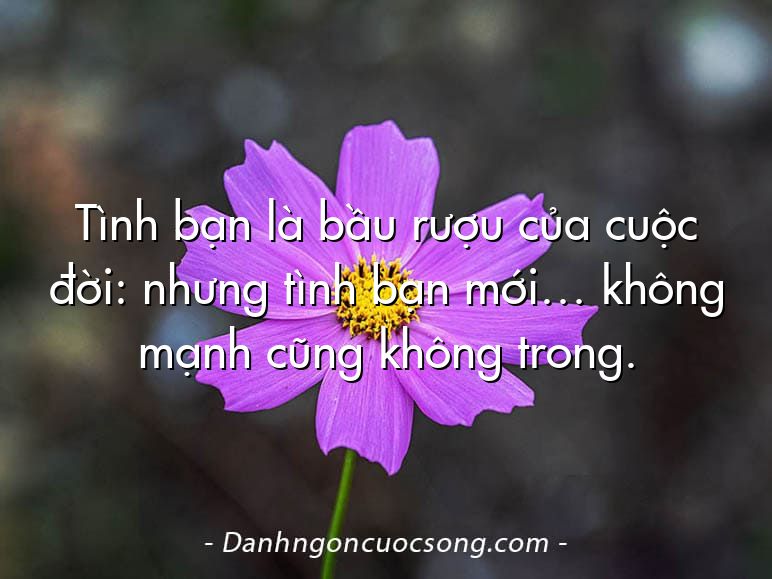 Tình bạn là bầu rượu của cuộc đời: nhưng tình bạn mới… không mạnh cũng không trong.