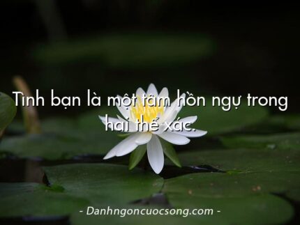 Tình bạn là một tâm hồn ngự trong hai thể xác.