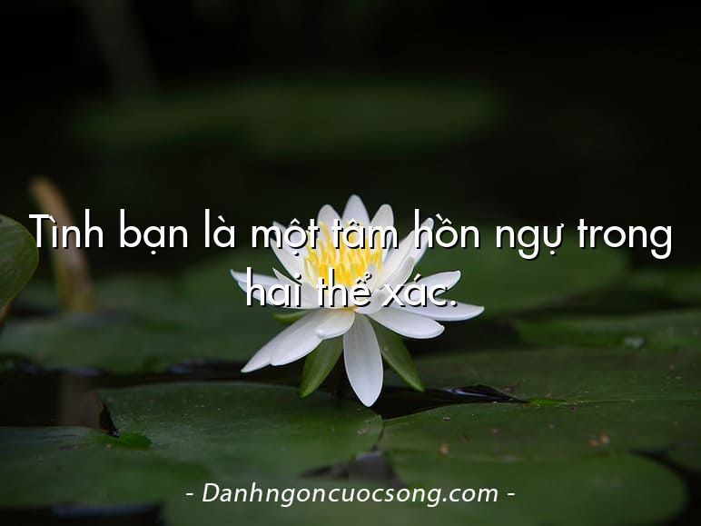 Tình bạn là một tâm hồn ngự trong hai thể xác.