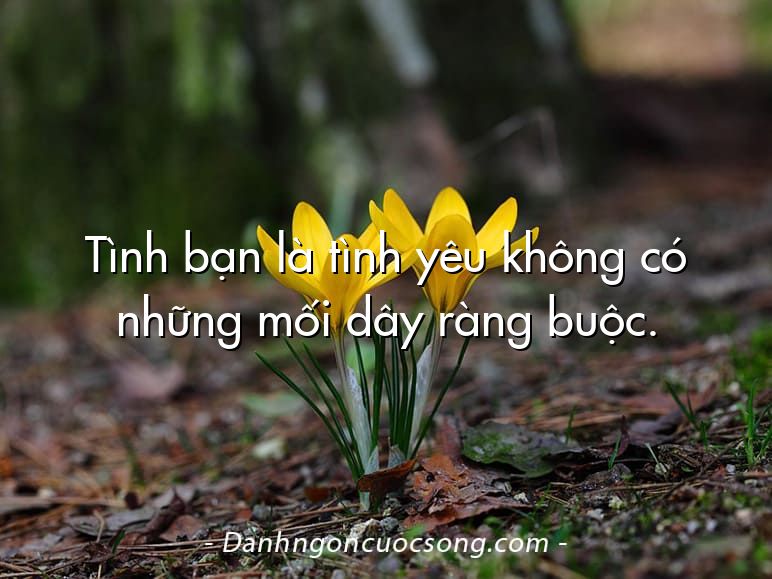 Tình bạn là tình yêu không có những mối dây ràng buộc.
