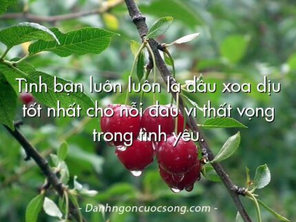 Tình bạn luôn luôn là dầu xoa dịu tốt nhất cho nỗi đau vì thất vọng trong tình yêu.