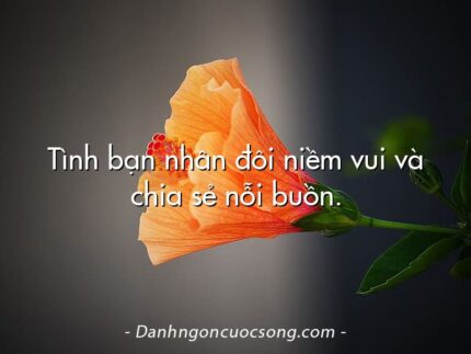 Tình bạn nhân đôi niềm vui và chia sẻ nỗi buồn.
