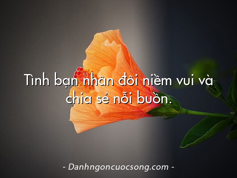 Tình bạn nhân đôi niềm vui và chia sẻ nỗi buồn.