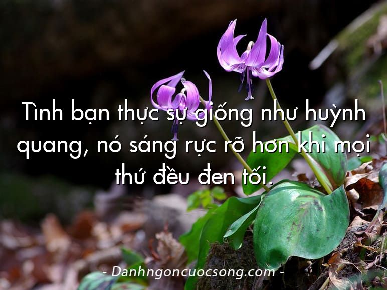 Tình bạn thực sự giống như huỳnh quang, nó sáng rực rỡ hơn khi mọi thứ đều đen tối.