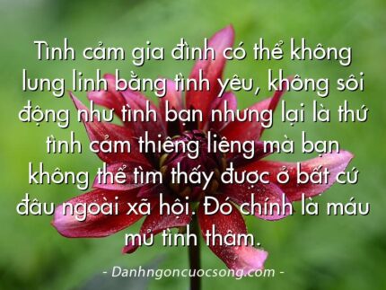 Tình cảm gia đình có thể không lung linh bằng tình yêu, không sôi động như tình bạn nhưng lại là thứ tình cảm thiêng liêng mà bạn không thể tìm thấy được ở bất cứ đâu ngoài xã hội. Đó chính là máu mủ tình thâm.