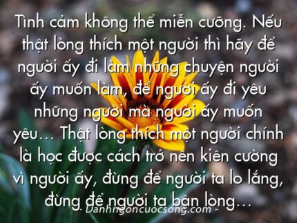 Tình cảm không thể miễn cưỡng. Nếu thật lòng thích một người thì hãy để người ấy đi làm những chuyện người ấy muốn làm, để người ấy đi yêu những người mà người ấy muốn yêu… Thật lòng thích một người chính là học được cách trở nên kiên cường vì người ấy, đừng để người ta lo lắng, đừng để người ta bận lòng…