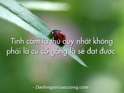 Tình cảm là thứ duy nhất không phải là cứ cố gắng là sẽ đạt được.